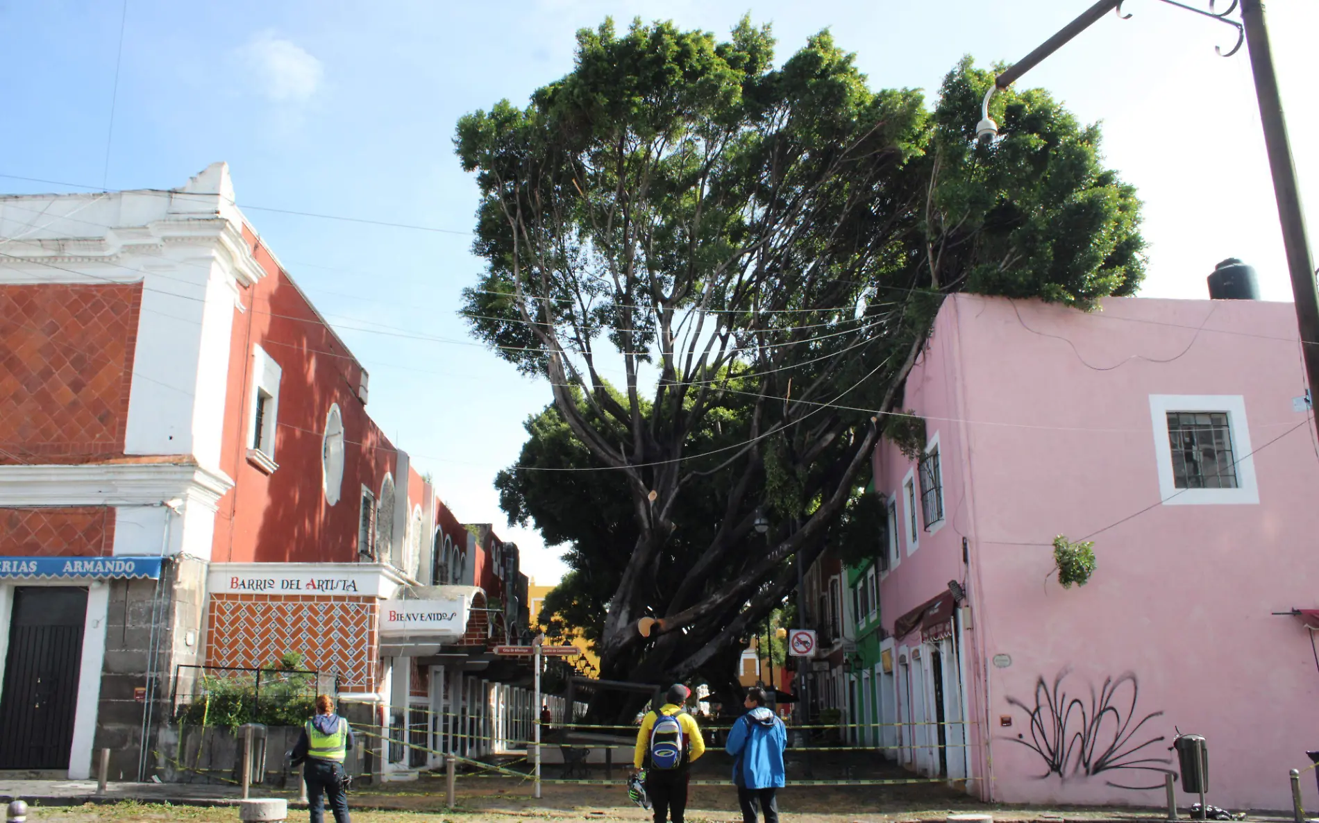 arbol cae en el Barrio del Artista a causa de las lluvias